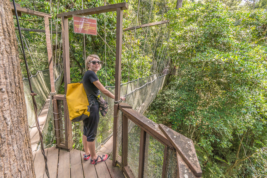 Canopy walk